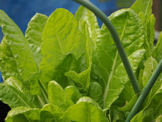 Close-up of healthy lettuce growing outside showing fresh green leaves