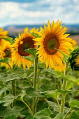 A close-up of a blooming sunflower in a vast sunflower field. Sunflowers field close view.