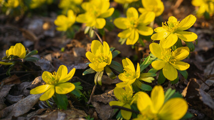 Early spring flowers blossom