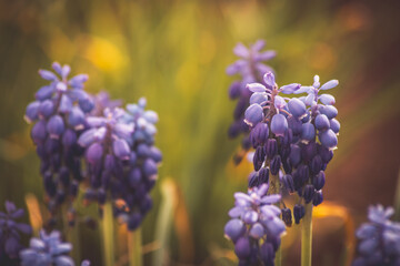 flowers in the home garden