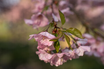 Pink sakura close up. Cherry blossoms . Pink spring blossom background.