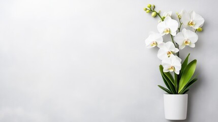 Elegant white orchids in a pot on a light gray background