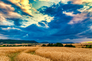 Fototapeta premium View of a wheat field against a beautiful sunset sky. Rural landscapes landscapes under bright sunlight.