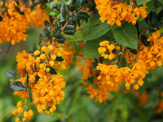 A bright orange Berberis Bush in flower