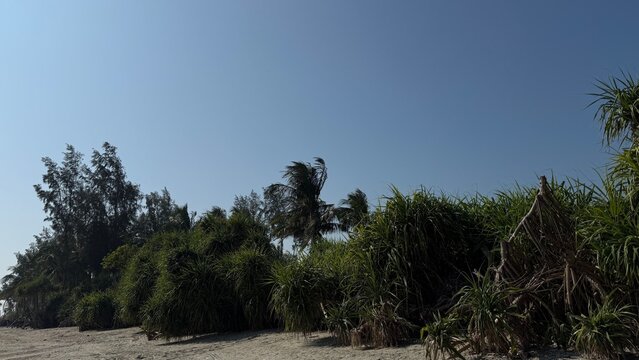 Sandy Tropical Beach Shoreline with Lush Coastal Vegetation and Pandanus Trees Under a Clear Blue Summer Sky.
