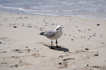 seagull on a sandy beach with sea in background, 