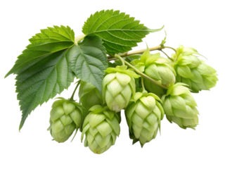 hop isolated on white background
