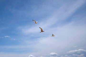 seagulls in flight towards a blue sky with some clouds with negative space for text