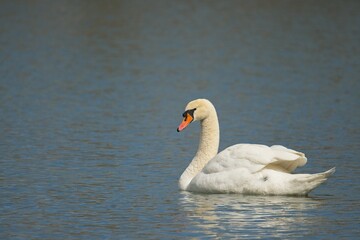 Fototapeta premium single swan on a lake