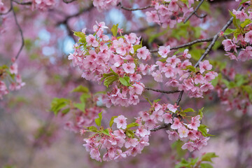 葉桜になりつつある桜の枝