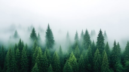 Fototapeta premium Dense green pine forest covered in thick white fog and mist during a moody morning.