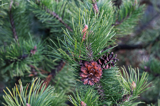 New green growth and last year cone on a pine tree in springtime as natural background.