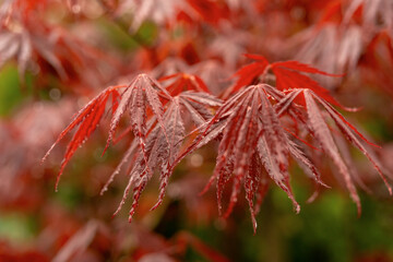 Close-up of a Japanese maple leaf showing its delicate shape and vibrant red tones.