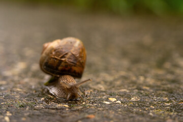A snail in close-up crawling slowly on wet ground during a rainy day