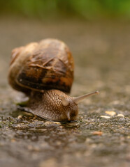 A snail in close-up crawling slowly on wet ground during a rainy day