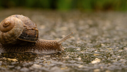A snail in close-up crawling slowly on wet ground during a rainy day
