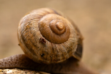 Close-up of a snail shell showing its detailed spiral pattern and natural texture.