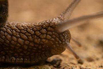 Close-up of a snail with detailed texture