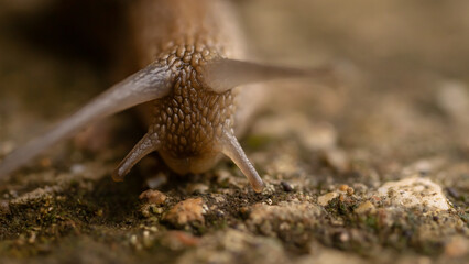 Close-up of a snail with detailed texture