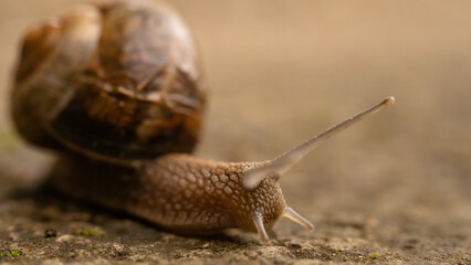 Close-up of a snail with detailed texture