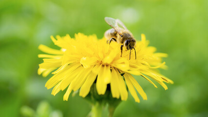 A close-up of a bee collecting nectar from a blooming dandelion