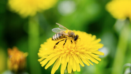 A close-up of a bee collecting nectar from a blooming dandelion
