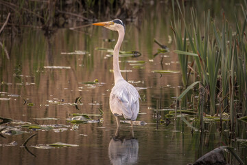grey heron hunting
