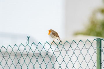 Rouge-gorge Erithacus rubecula posé sur grillage en hiver, oiseau observé en milieu naturel,...