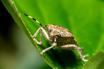 Pentatome nébuleuse Rhaphigaster nebulosa en intérieur durant l'hiver, insecte envahissant posé sur surface domestique, macro photographie de l’hémiptère