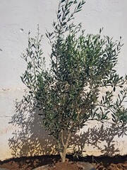A resilient olive tree grows within the confines of automotive rubber, and its thriving presence is a powerful symbol of adaptation and growth within a rubber container that becomes a nutritious home.
