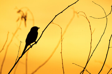 Silhouette of a Grey Hypocolius perched on acacia tree, Bahrain