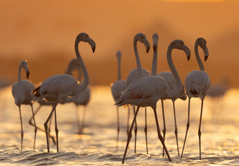 Backlit image of Greater Flamingos at Eker creek in the morning