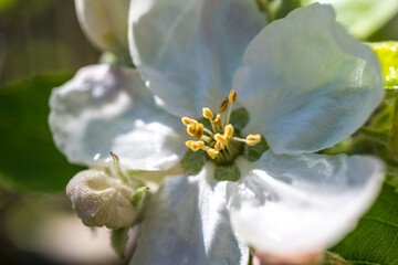 Blüten am Apfelbaum