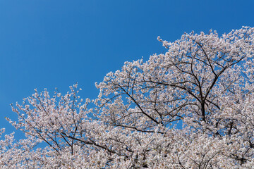 青空と桜の木