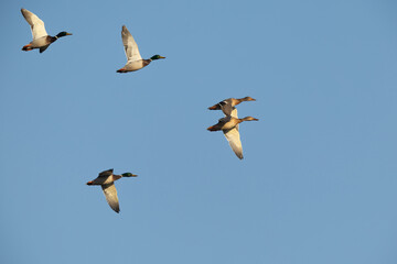Mallard ducks flying at Buhair lake, Bahrain