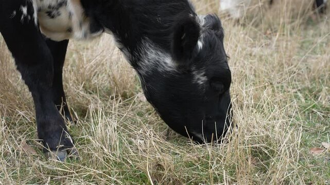 livestock in a meadow, sustainable carbon neutral farming being practiced. regenerative raised cows in a field. agricultural technology innovation.	

