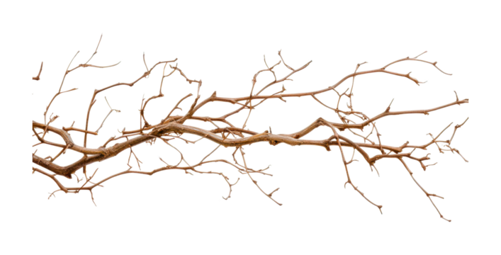 Intricate leafless tree branch with delicate twigs and branches, cut out - stock png.