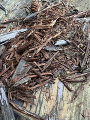 Wood debris and bark mulch texture close-up