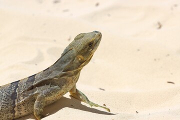 Iguana laying on the sand getting sun