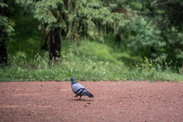 A mountain pigeon or common pigeon walks on a clay surface