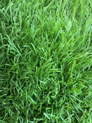 Green grass texture. Seamless green grass digital nonrealistic texture. Green grass, grass texture, grass field, grass background, grass plant, natural grass, lawn grass, Artificial Turf