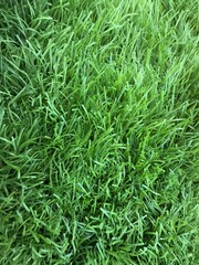 Green grass texture. Seamless green grass digital nonrealistic texture. Green grass, grass texture, grass field, grass background, grass plant, natural grass, lawn grass, Artificial Turf