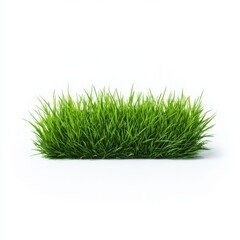Obraz premium Fresh green grass clump isolated on white background