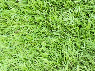 Green grass texture. Seamless green grass digital nonrealistic texture. Green grass, grass texture, grass field, grass background, grass plant, natural grass, lawn grass, Artificial Turf