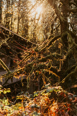 Sunset mossy trees