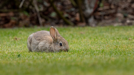 A small rabbit is sitting on the grass