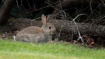 A small rabbit is sitting on the grass