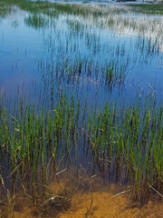 A tranquil pond serves as a perfect canvas for nature's splendor, as lush green grasses softly undulate and extend within water, crafting symphony of colors and textures that blend in perfect harmony