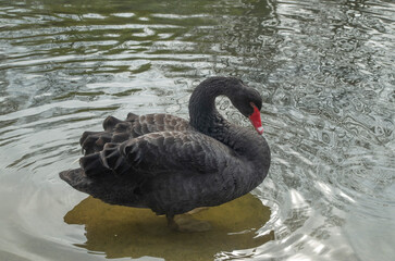 Fototapeta premium Black swan with red beak in the water of lake closeup