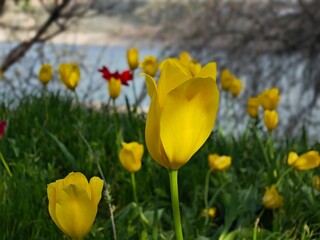 Obraz premium yellow and red tulips